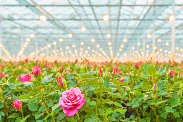 greenhouse