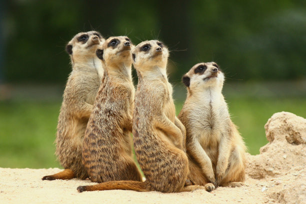 meerkat