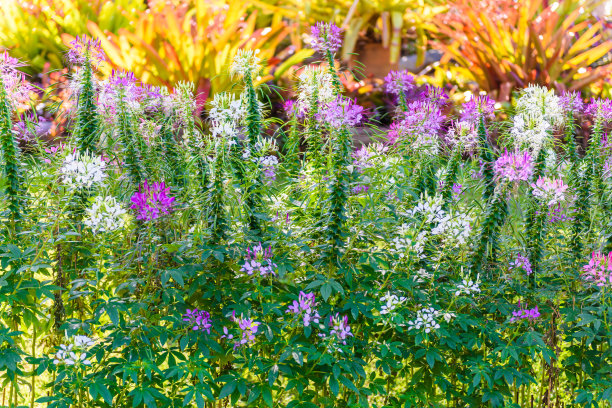 cleome