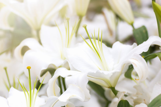 lilium