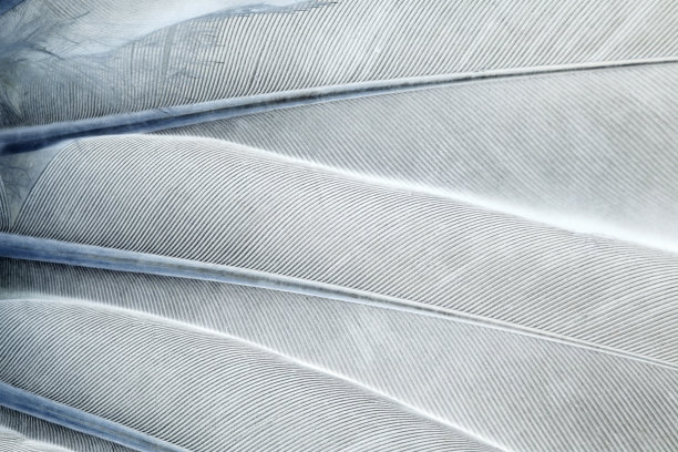 feathers