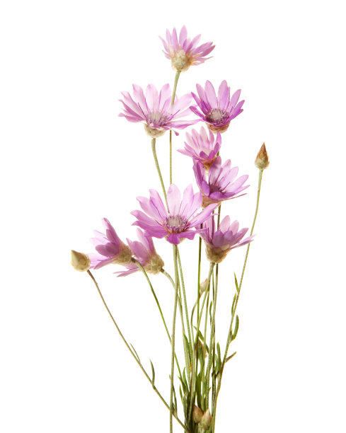 wildflowers