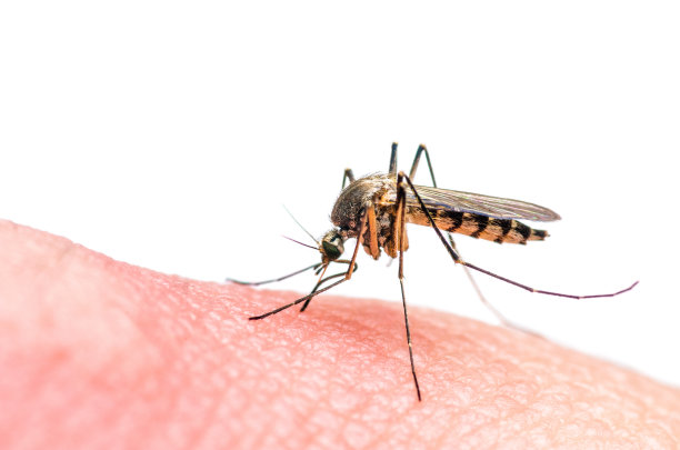 mosquito
