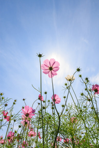 春天百花盛开万物复苏