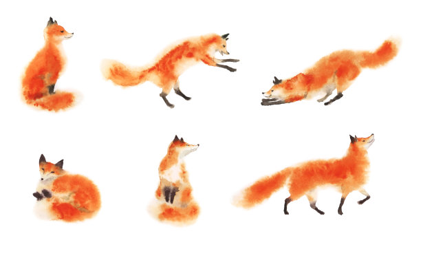 fox