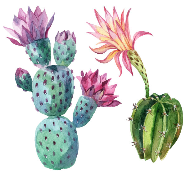 cactus