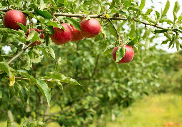 orchard