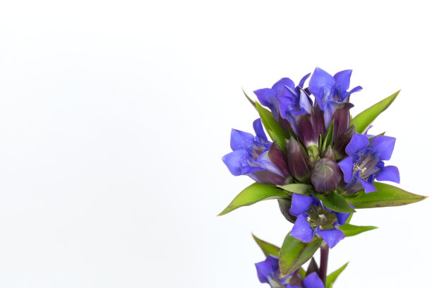 gentian
