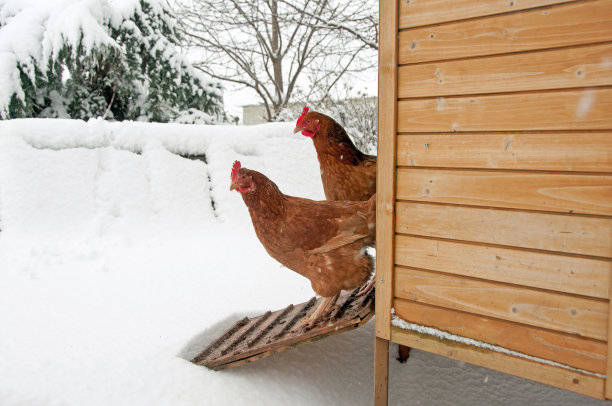 hen