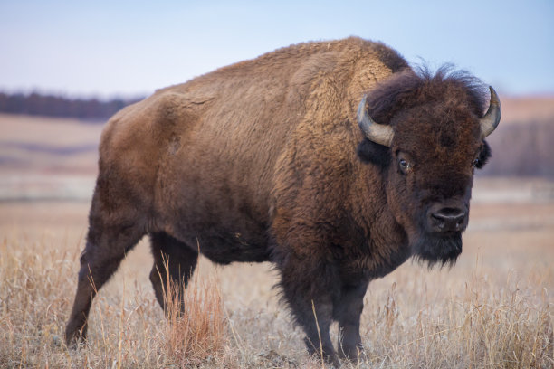 bison