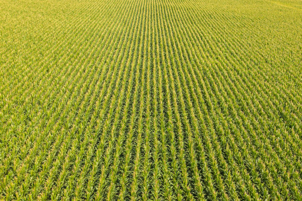 空中拍摄农田
