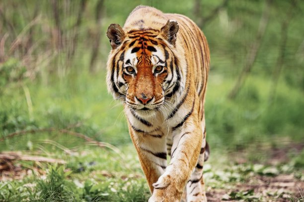 tiger