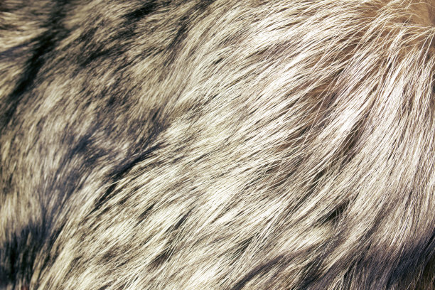 hairs