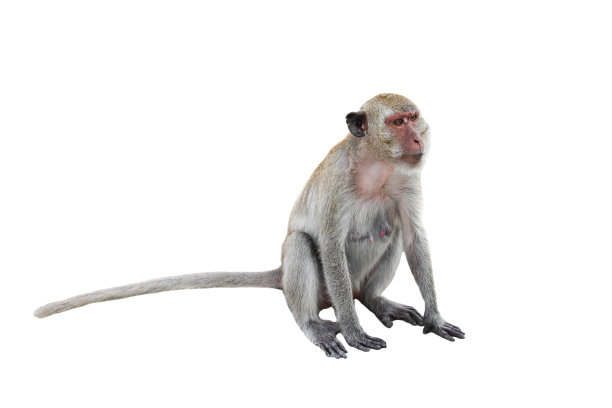 monkey
