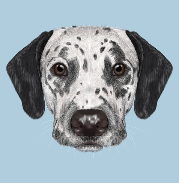 dalmatian