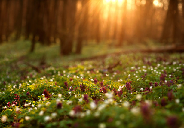 wildflowers
