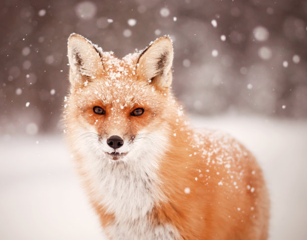 fox