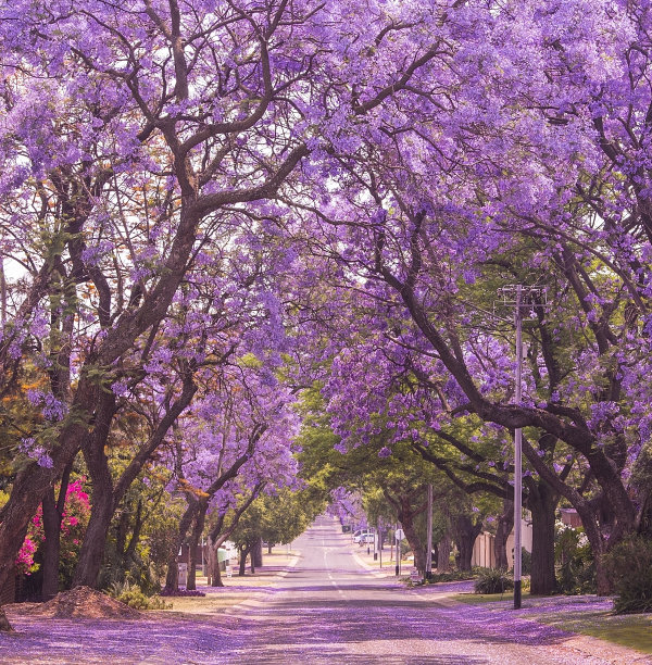 jacaranda