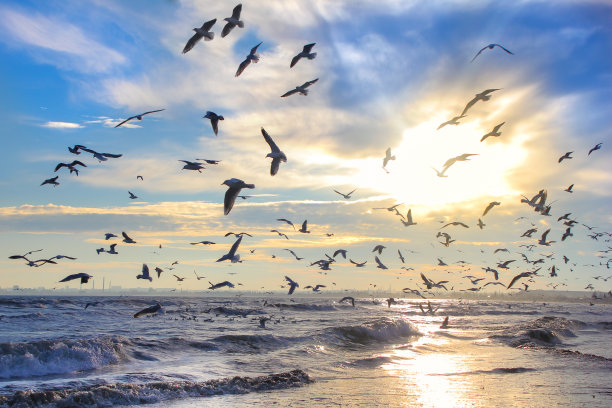 seagull