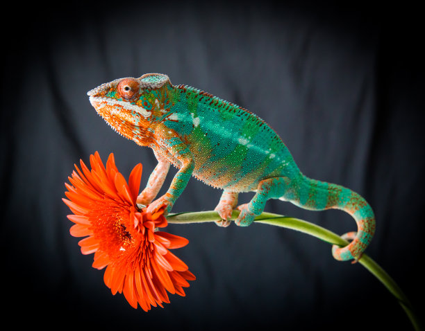 chamaeleon