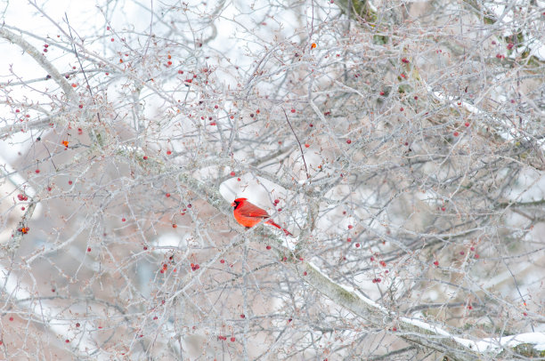 白雪与鸟