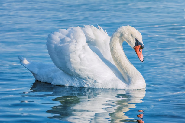 swan