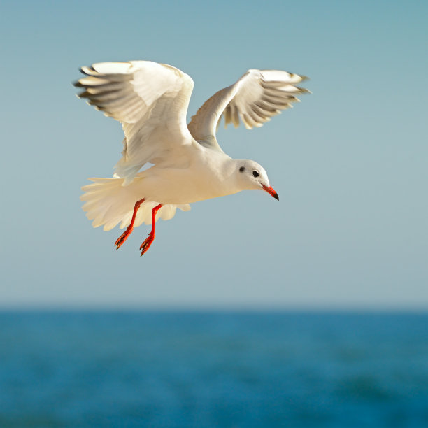seagull