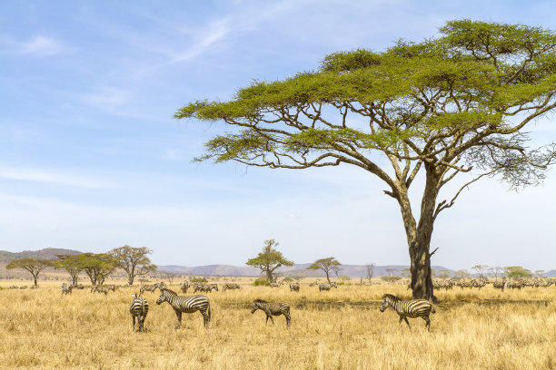 serengeti