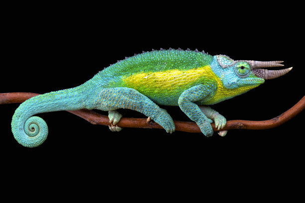 chamaeleon