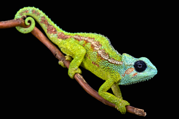 lizard