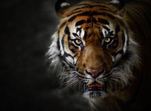 tiger