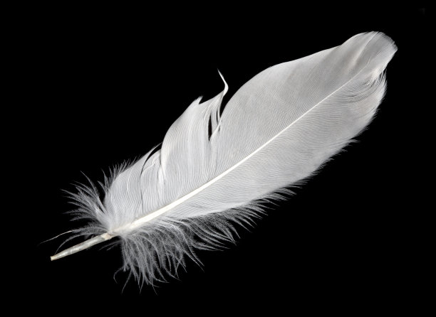 feathers