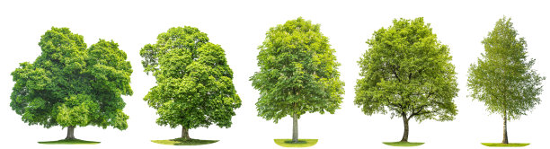 maple