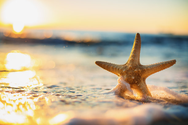 seashell