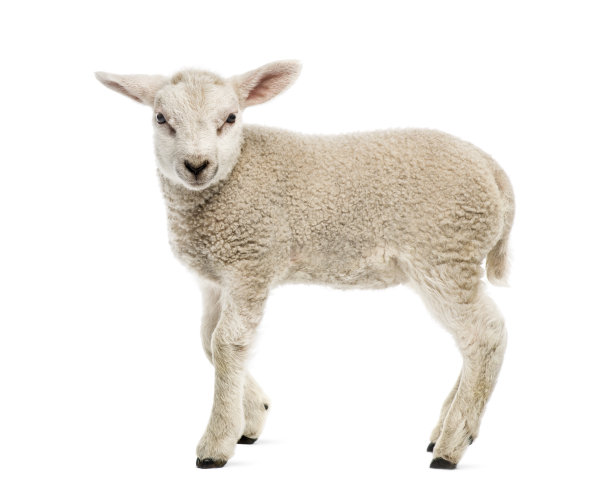 lamb