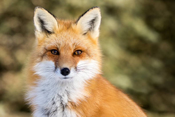 wildlife