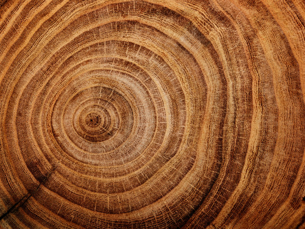 圆形木材横截面