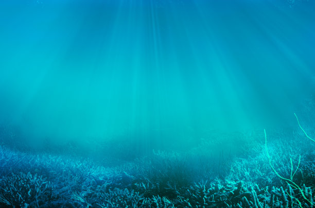 corals