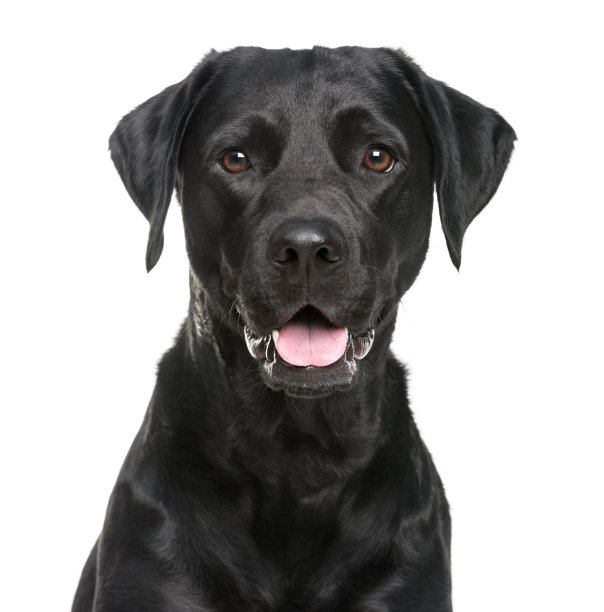 labrador