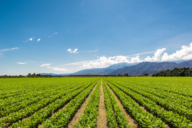 irrigation