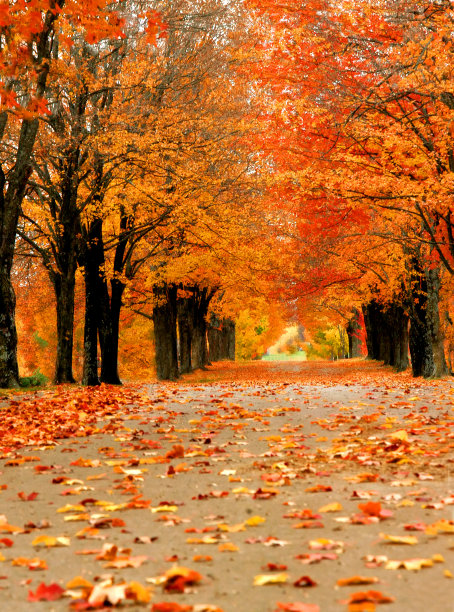 秋天红叶树