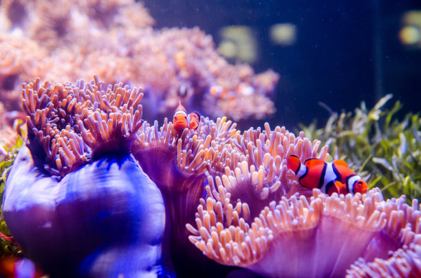 corals