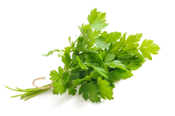 cilantro