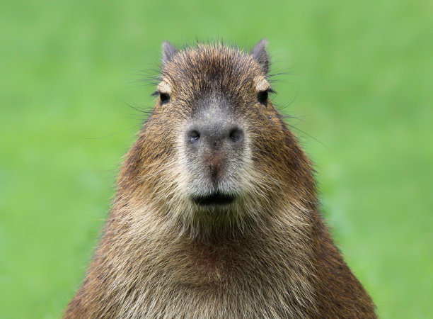 capybara
