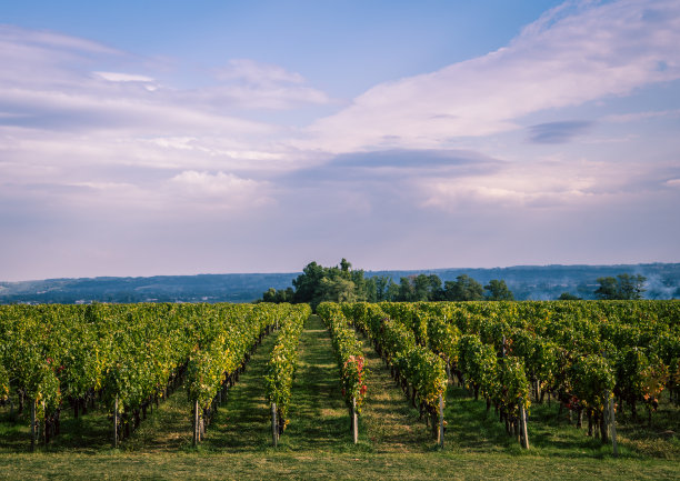 vineyard
