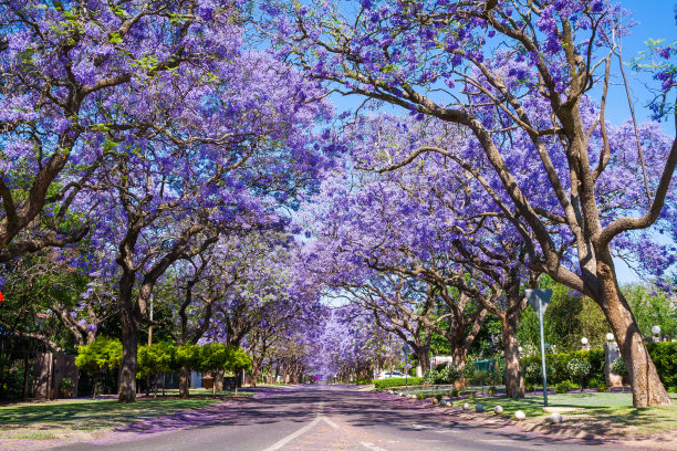 jacaranda
