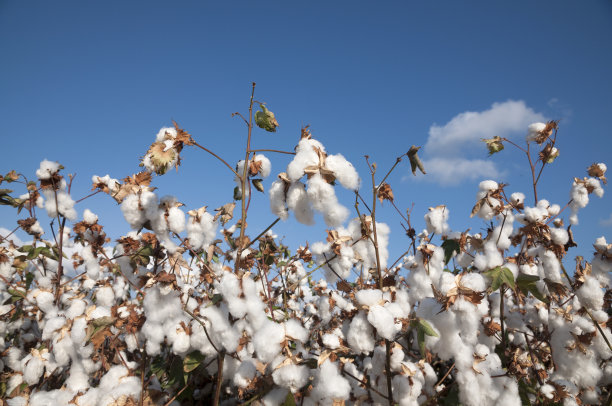 cotton