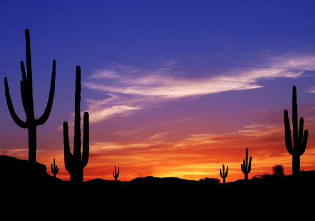 cacti