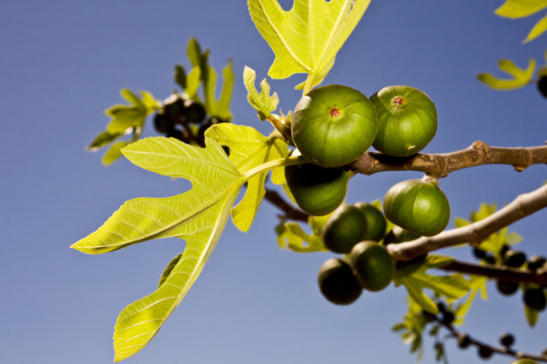 ficus