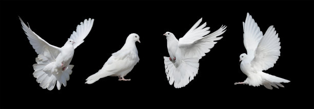 鸽子,the,dove